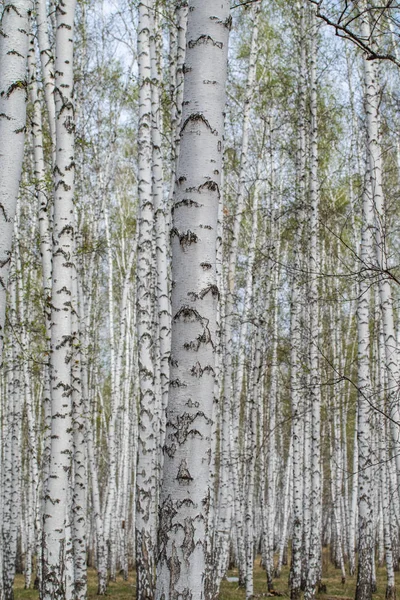 Árboles Abedul Blanco Fondo Del Bosque Primavera —  Fotos de Stock