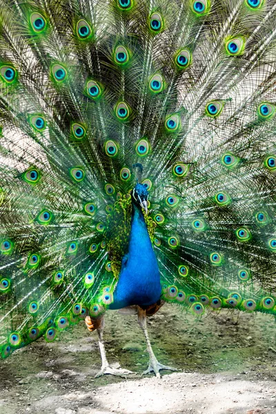 Peacock Fågel Sprider Sin Vackra Svans Natur Fågel Påfågel — Stockfoto