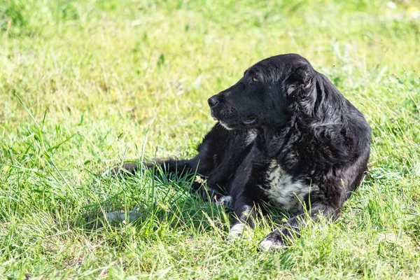 Hundejagd Natur Grüne Wiese Sommer — Stockfoto