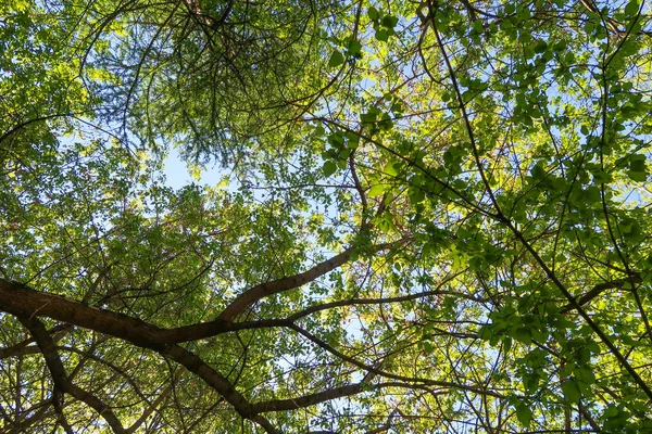Green Leaves Trees View Blue Sky Spring Nature — Stock Photo, Image