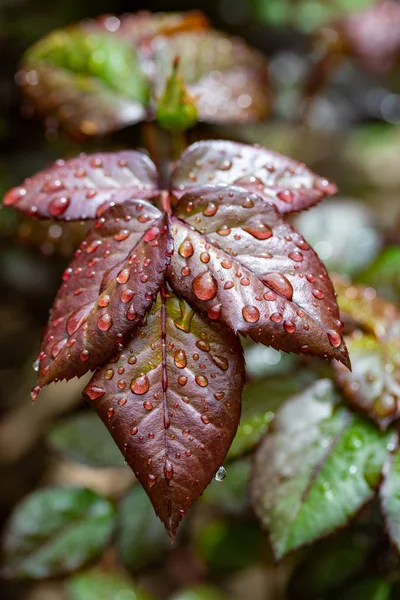 Gotas Chuva Nas Folhas Uma Rosa Folha Vermelha Verde — Fotografia de Stock