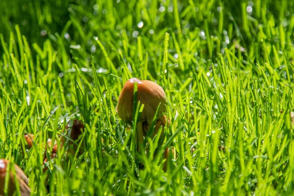 Grzyby Zielonej Trawie Deszczu Słońcu — Zdjęcie stockowe
