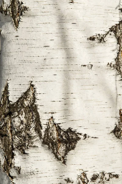 バーチ樹皮のクローズ アップのテクスチャ — ストック写真