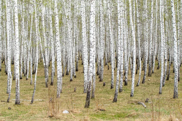 Bouleaux Herbe Forestière Début Printemps Paysage Zone Forestière — Photo