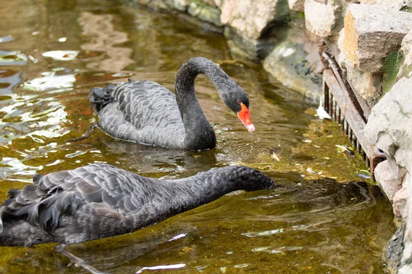 黑天鹅在水中游泳 夏季池塘 — 图库照片