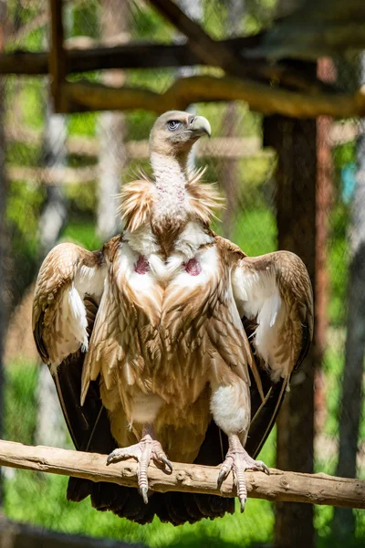 Bird Prey Sitting Tree Green Leaves Summer — Stock Photo, Image