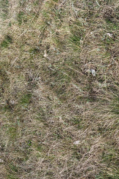 Dry Grass Spring Landscape Background — Stock Photo, Image