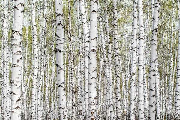 Beyaz Huş Ağaçları Orman Arka Plan Bahar — Stok fotoğraf