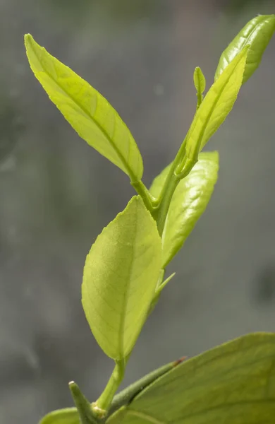 Πράσινα Φρέσκα Φύλλα Κοντά — Φωτογραφία Αρχείου