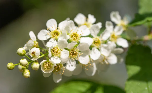 Flores Cereza Blanca Las Hojas Verdes Del Árbol —  Fotos de Stock