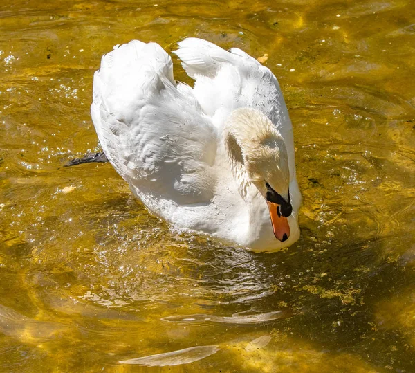 Cisne Blanco Nada Agua Estanque Verano —  Fotos de Stock