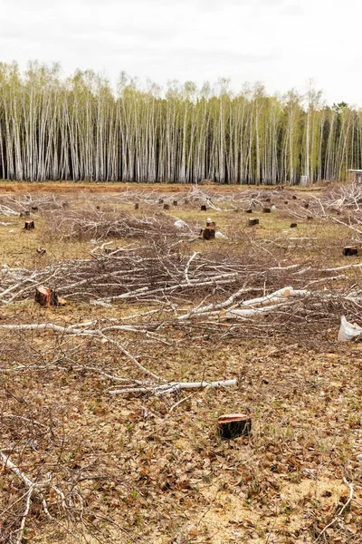 Cortar Bosque Abedules Tocón Árbol Campo Idilio Destrucción Ecología Naturaleza —  Fotos de Stock