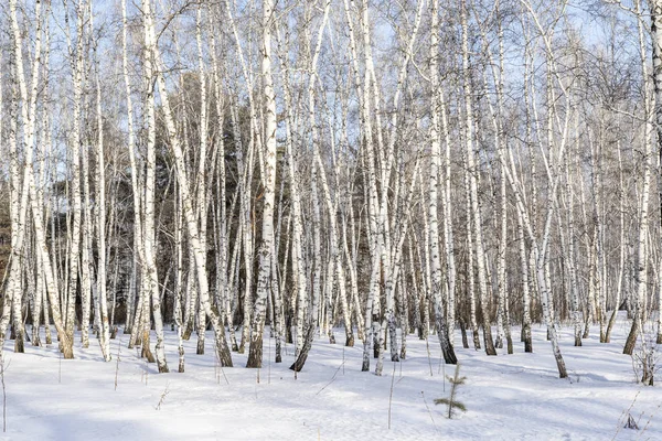 Björk Skog Vinterlandskap — Stockfoto