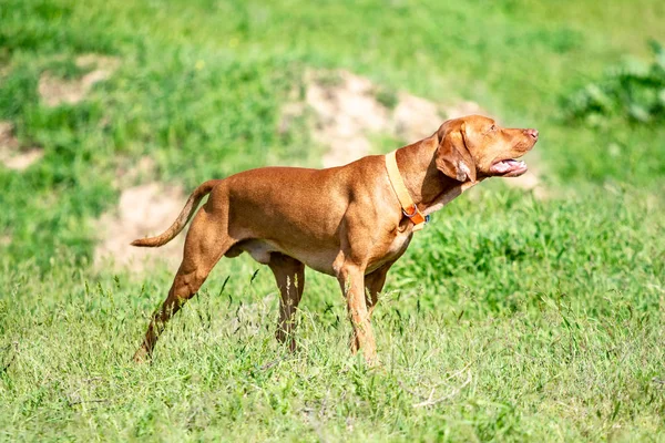 Cão Vermelho Caça Corre Uma Grama Verde Prado Verde Verão — Fotografia de Stock