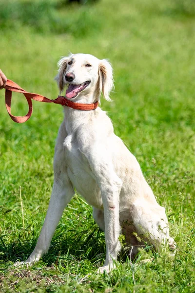 Chasse Chien Nature Verdoyant Été — Photo