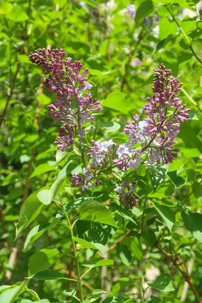 Arbre Lilas Fleurs Violet Dans Les Feuilles Vertes Paysage Printanier — Photo