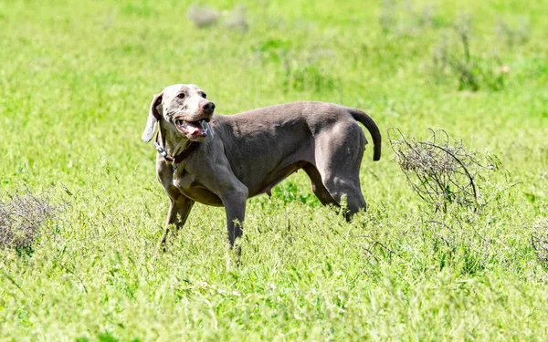 犬狩り 自然緑のフィールド夏 — ストック写真