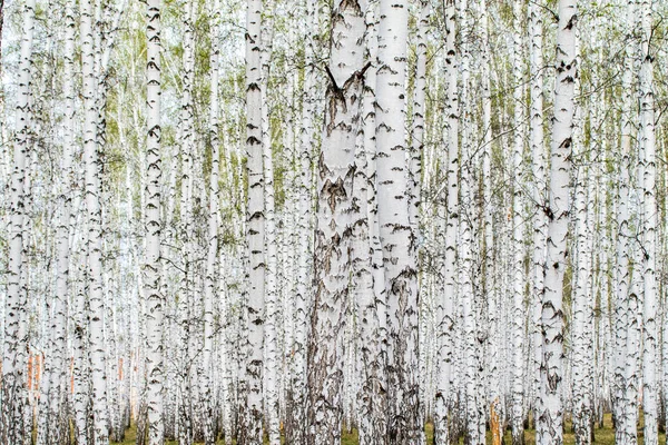 Beyaz Huş Ağaçları Orman Arka Plan Bahar — Stok fotoğraf
