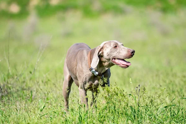 Hundejagd Natur Grüne Wiese Sommer — Stockfoto