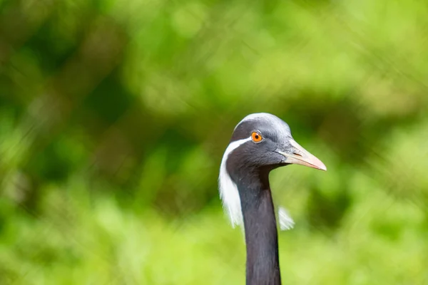 Schwarzer Japanischer Kranich Grünen Gras Sommertag — Stockfoto