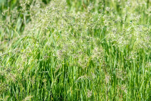 Sappig Helder Groen Gras Close Achtergrond Van Groen Gras Landschap — Stockfoto