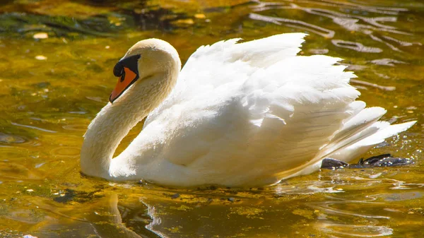 Cygne Blanc Nage Dans Eau Étang Été — Photo