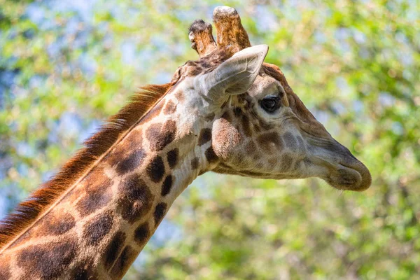 Zürafa Kafa Portre Gökyüzü Yeşil Ağaçlar — Stok fotoğraf