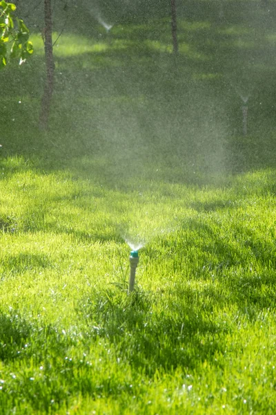 Bokeh 배경으로 잔디를 시스템 — 스톡 사진
