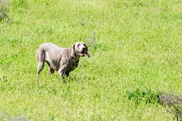 Hund Jakt Natur Grönt Fält Sommar — Stockfoto