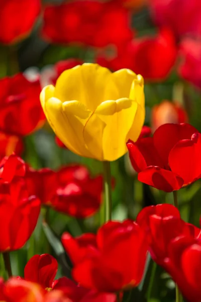 Bright Tulip Flowers Field Nature — Stock Photo, Image