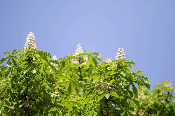 Flores Castañas Blancas Con Follaje Verde — Foto de Stock