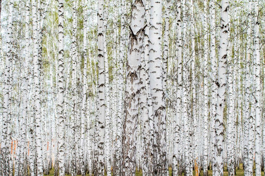 White birch trees forest background, spring.