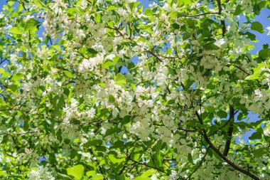 Mavi gökyüzüne karşı elma kiraz beyaz çiçekler. Doğa bahar.