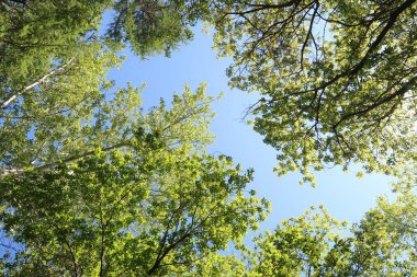 Mavi gökyüzü, bahar doğa karşı aşağıda ağaçlar görünümü yeşil yaprakları.