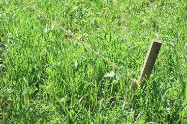 Yeşil çim bir halat ile zemin ahşap kazık.