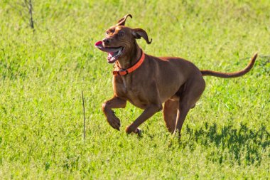 Avcılık Köpek av, yeşil çim, bahar manzara arayışı çalışır.