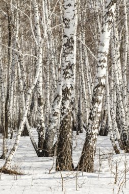 Huş ağacı orman kış manzarası.