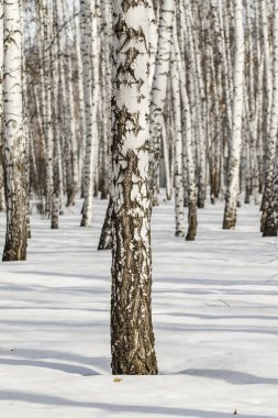 Huş ağacı orman kış manzarası.