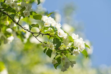 Elma ağacının beyaz çiçekler mavi gökyüzüne karşı ağacın yeşil yaprakları vardır.