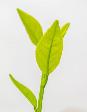 Yeşil taze yapraklar yakın.