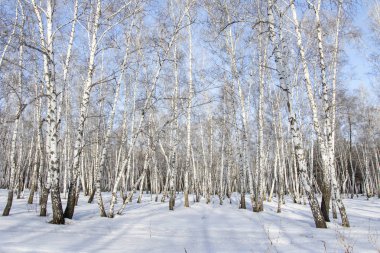 Huş ağacı orman kış manzarası.
