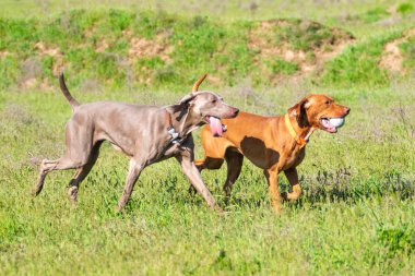 Avcılık Köpek av, yeşil çim, bahar manzara arayışı çalışır.