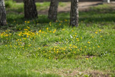 Yeşil çim, bahar manzara sarı çiçekler karahindiba.