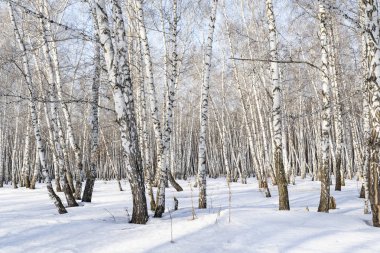 Huş ağacı orman kış manzarası.
