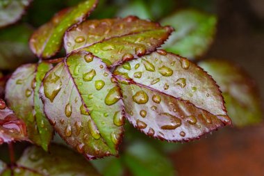 Bir gül yaprakları üzerinde yağmur damlaları, yeşil kırmızı yaprak.