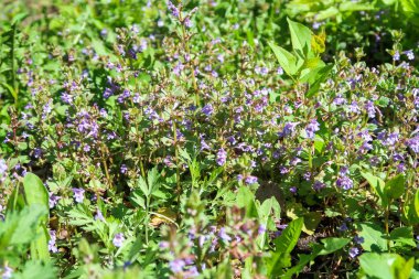 Yeşil çim kokulu nane mor çiçekler.