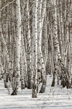 Huş ağacı orman kış manzarası.