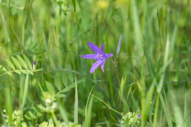 Yeşil çim mavi çiçek Campanula.
