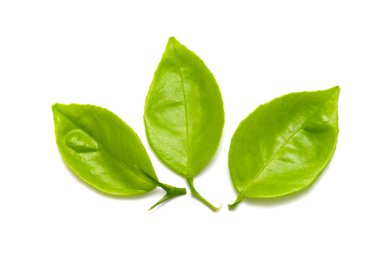 Beyaz arkaplanda yeşil yaprak izole edildi