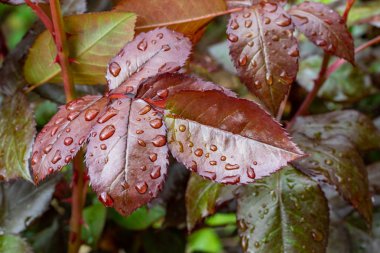 Bir gül yaprakları üzerinde yağmur damlaları, yeşil kırmızı yaprak.